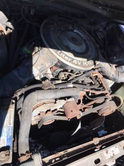 1983 Ford Mustang Hatch  thumbnail 6